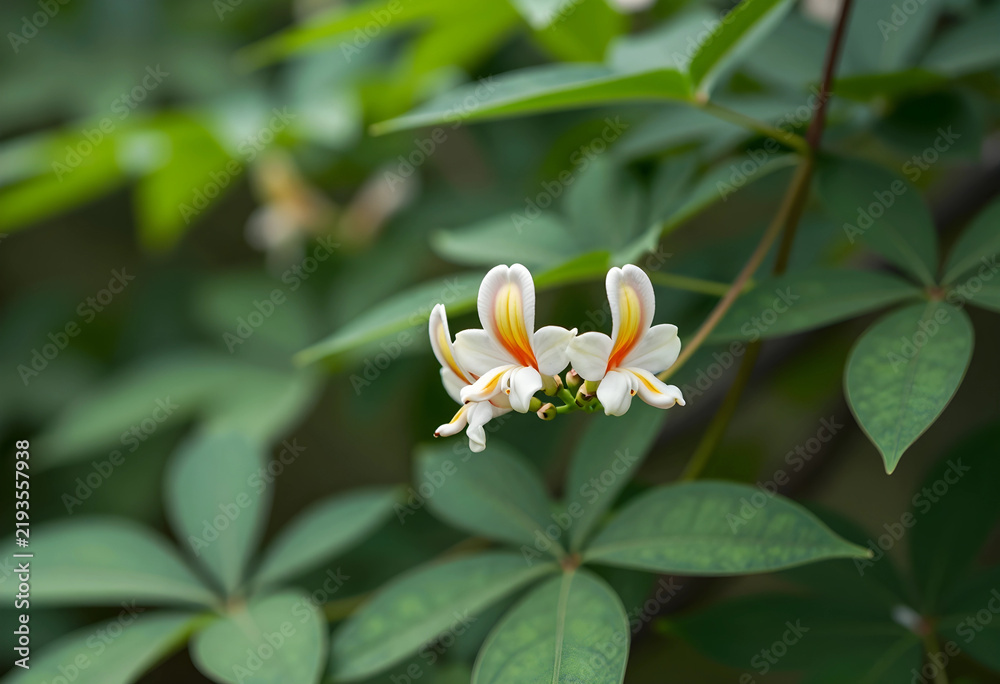 Fototapeta premium Biodiversity and botanical conservation, delicate white and yellow flowers blooming in a lush tropical garden with soft natural sunlight and foliage