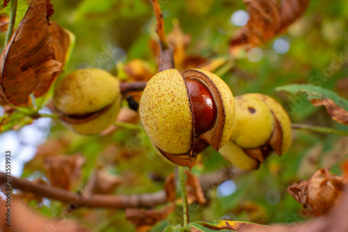 Foto Ripe chestnut opening on a tree branch