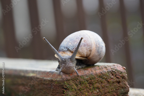 Принти на полотні A close-up shot of a snail with its antennae extended, perched on a moss-covered brick