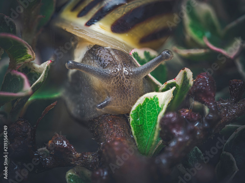 Quadro su tela A close-up of a snail's head and antennae emerging from its shell, surrounded by wet green and pink-edged leaves