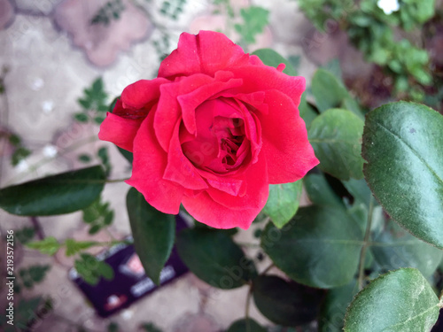 Obraz na plátně Vibrant red rose flower in full bloom captured in a lush garden setting during t