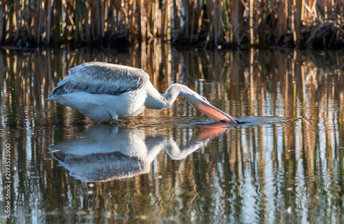 pelican in the water