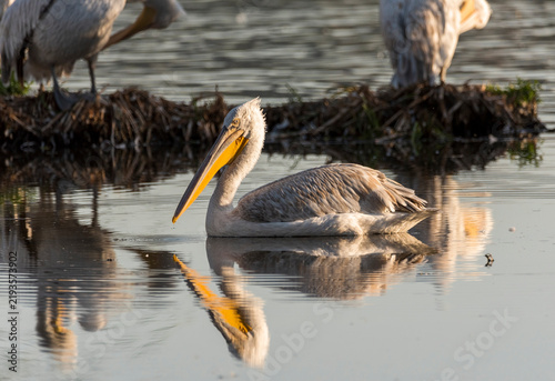 pelican in the water