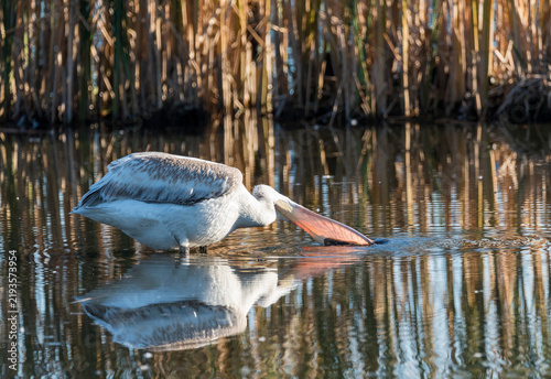 great white pelican