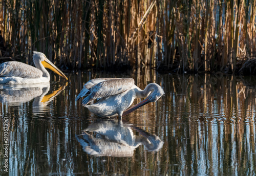 pelicans on the water