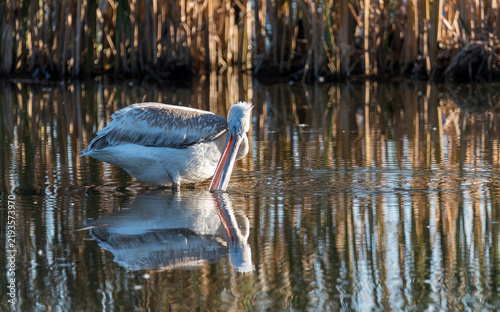 pelican in the water