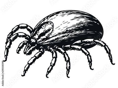 Tick Side View Engraving Style Vector Illustration