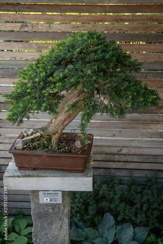 Foto Japanese yew bonsai in a ceramic pot outdoors in a garden.