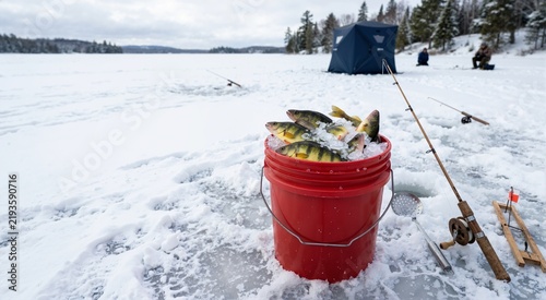 Red bucket of freshly caught yellow perch fish on ice. Ice fishing concept with frozen lake background