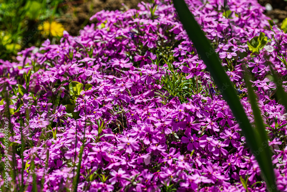 Obraz premium Nature scene with blooming phlox paniculata, commonly known as phlox flower