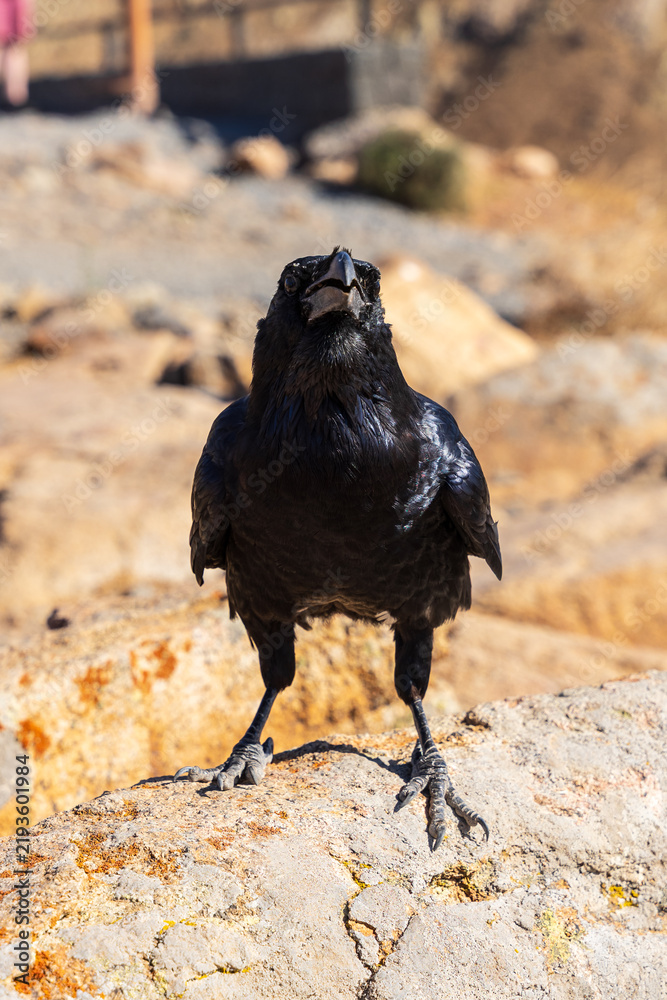 Obraz premium Canary raven standing on a rock looking at camera in Fuerteventura, Canary Islands, Spain.