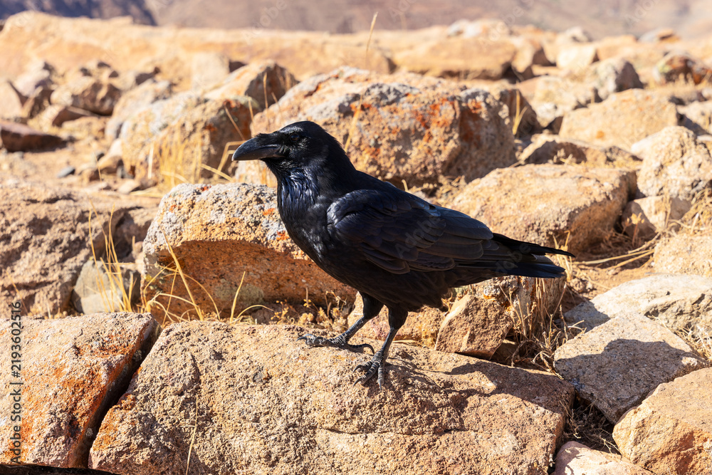 Obraz premium Canarian raven walking on rocks among dry grass, Fuerteventura, Canary Islands, Spain.