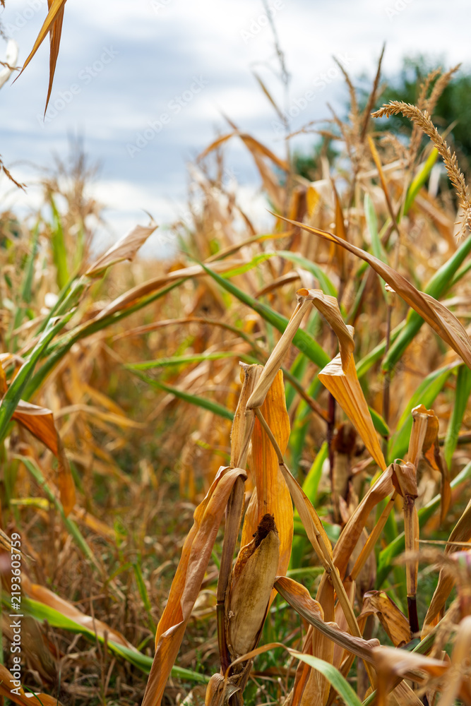 Obraz premium Corn field. Cereals for bakery in autumn