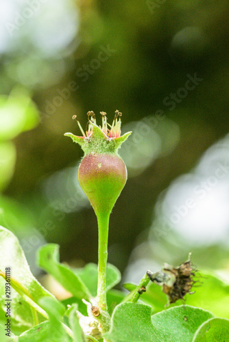 Obraz na plátne Young European pear Pyrus communis fruit growing in garden shade.