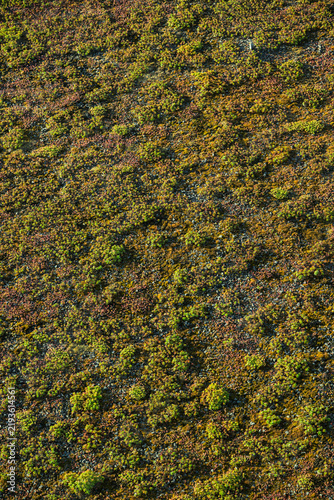 Colorful sedum vegetation creates textured sustainable green roof.