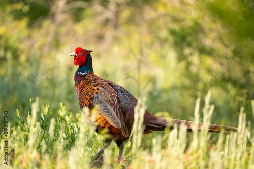 Ringneck Pheasant, Phasianus colchicus in the habitat
