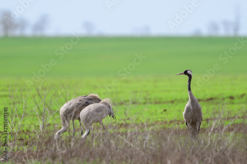 Three common cranes in a green field