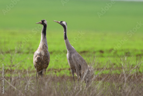 Two common cranes standing in a green field