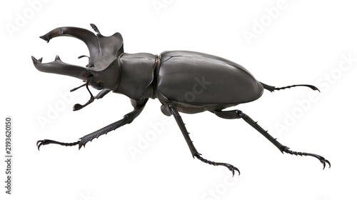 Foto Isolated formidable male stag beetle showcasing its distinctive large powerful mandibles