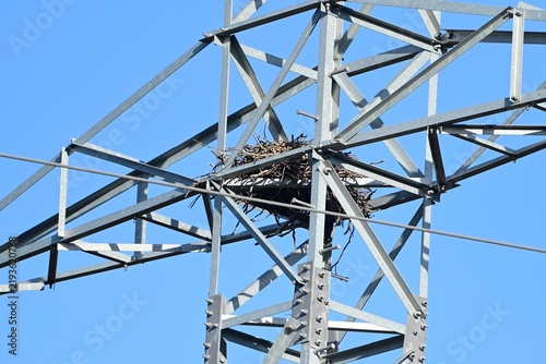 Large bird nest on electricity pylon construction