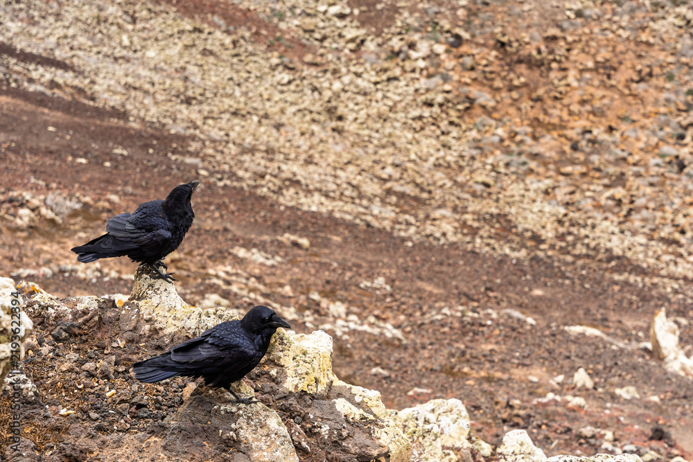 Obraz premium Pair of Canarian ravens perched on volcanic rocks above the crater slope at Calderon Hondo, Fuerteventura, Canary Islands, Spain.