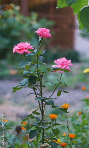 Beautiful pink rose bush blooming alongside orange marigold flowers