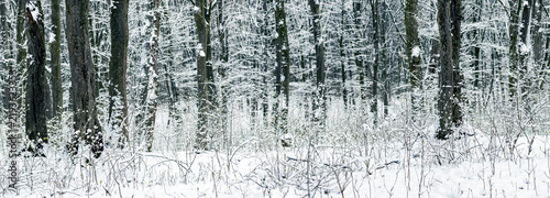 фотографія Winter forest with snow covered trees and frost covered bushes