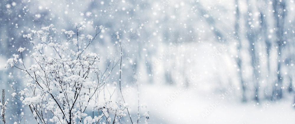 Obraz premium Snow covered plant branches against blurred winter forest during snowfall