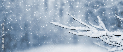 Fotografía Snow covered tree branch on blue blurred background during snowfall