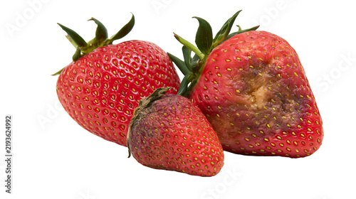 Quadro su tela Isolated fresh and decaying strawberries illustrating food spoilage, mold, and d