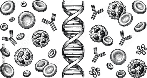 DNA helix strand with human blood cells and immune system antibodies in vintage woodcut engraving style vector graphic illustration