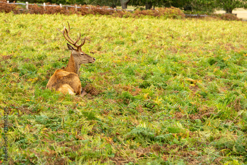 Plakat deer in the forest