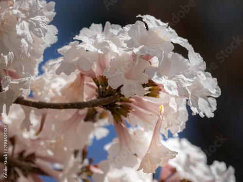 Fotografía Detail of a flower detaching from a branch of white ipê trees