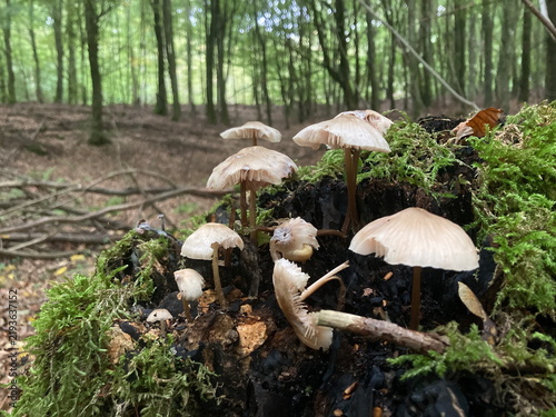 Quadro su tela Wild Mushrooms Growing on Mossy Rotten Deciduous Wood in a Beech Forest