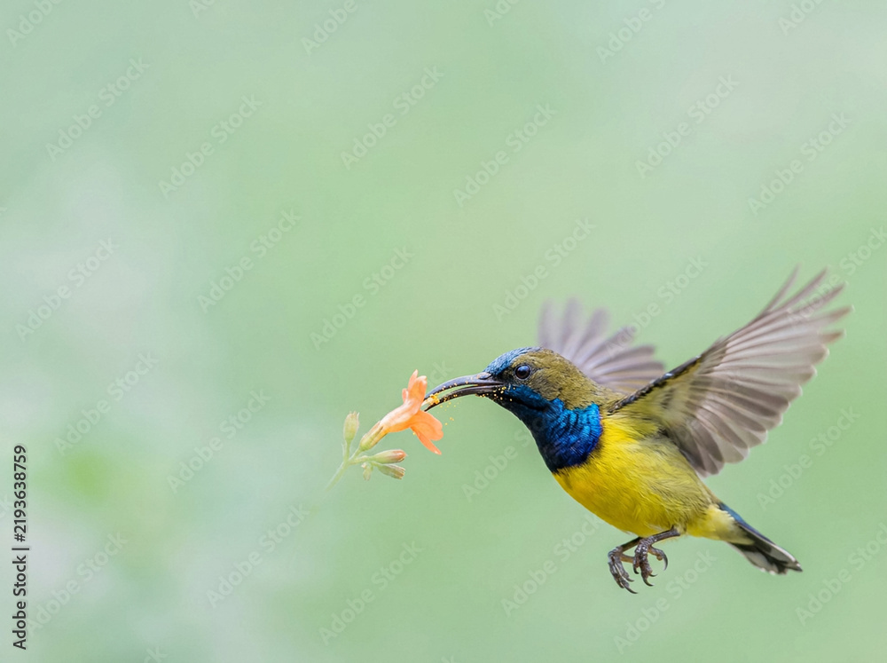 Fototapeta premium Olive-backed sunbird hovering and sipping nectar from orange flower