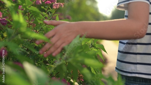 striped shirt arm exploring fresh garden plants, slow walk by bushes, sunlit garden hedge with hand reaching toward tender leaves, hand grazing greenery, fresh morning garden, and pink floral accents