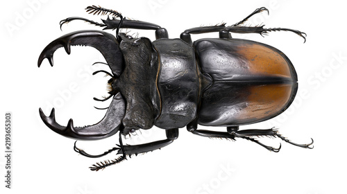 Obraz na plátně Isolated large male stag beetle with impressive mandibles and dark body, detaile