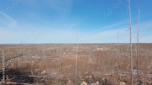 Vast burned forest landscape regenerating beneath clear blue sky