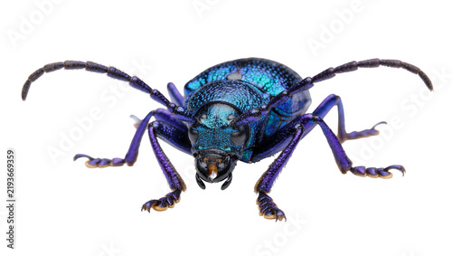 Obraz na płótnie Iridescent blue beetle with purple legs, isolated on transparent background