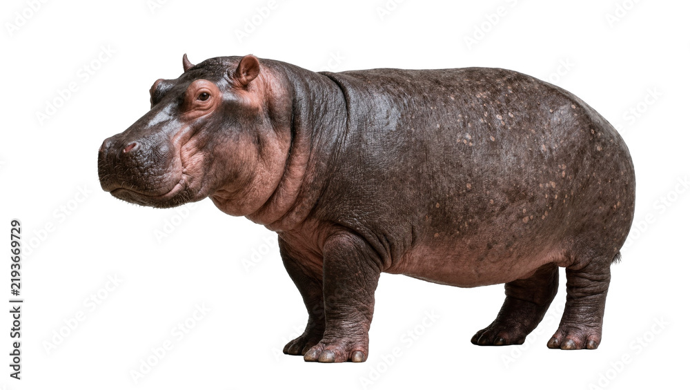 Fototapeta premium Large hippopotamus standing, isolated on transparent background