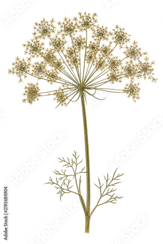 Cuadro en lienzo Dried umbel flower specimen isolated on white background for botanical design an