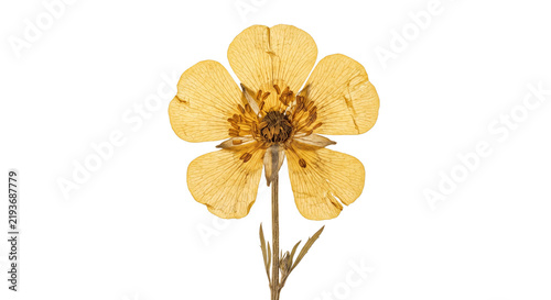 Obraz na plátně A single pressed yellow flower with delicate petals isolated on a clean white ba