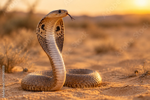 Desert cobra raising its head in an alert posture within its sandy natural habitat.