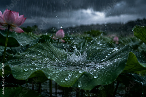 Summer rain shower hitting the surface of a large green lotus leaf.