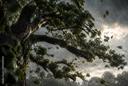 A tree's branches whipping through the air during a storm with rain.