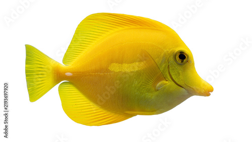 Canvastavla Vibrant yellow tang fish with flowing fins, isolated on transparent background