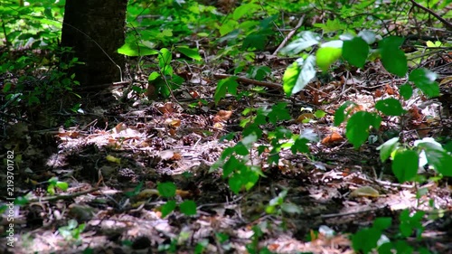 Sunlit Forest Floor Covered with Dry Fallen Leaves Green Plants Branches and Natural Woodland Vegetation in Summer