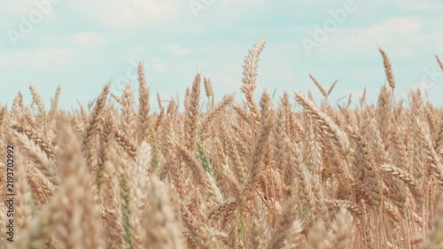 Almost ripe golden wheat ears against blue sky background on agricultural crop field, crop growth concept, slow left panning view