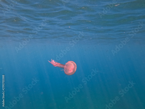 Принти на полотні Underwater photo of a pink mauve stinger jellyfish swimming in clear blue waters