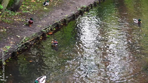 Ducks swim across calm artificial pond while one duck displays distinctive multicolored plumage. Peaceful outdoor park setting with reflective water, natural daylight gentle ripples and waterside